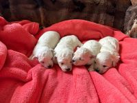 Lola, Lea, Livia i Lily - 2 tygodnie